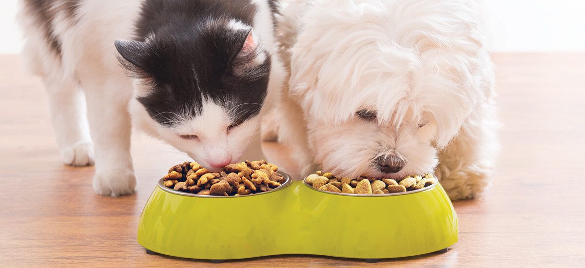 Get the Scoop on Pet Health with ProBioraPet