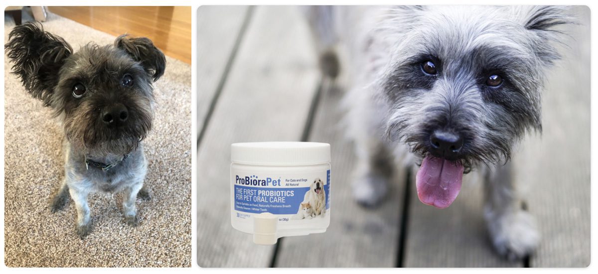 The End of Bad Breath for our Dog