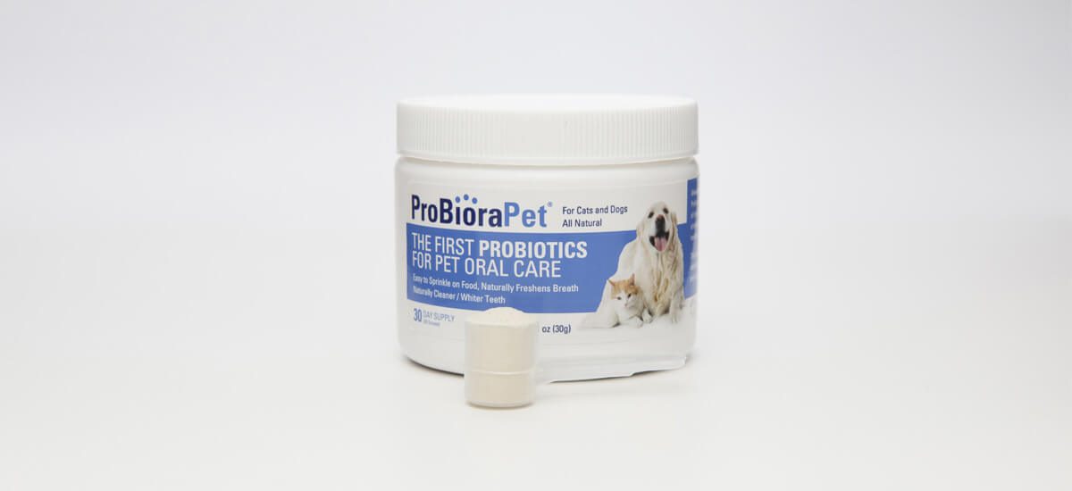 Bad breath is just natural for dogs and cats. Or is it?