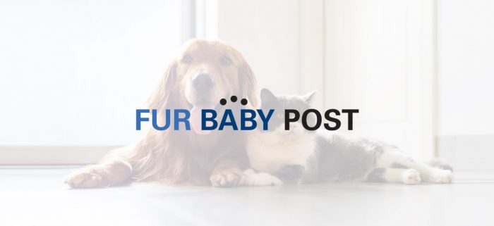 Fur Baby Post – February 2021