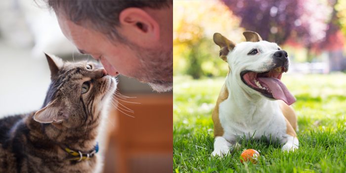 It’s National Pet Dental Health Month.  Looking for a natural way to support your pet’s best oral health?