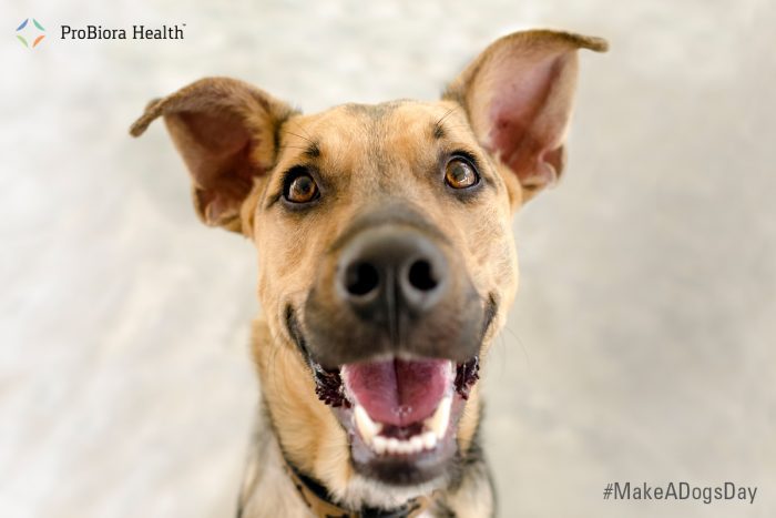 ProBiora Health® Supports Oral Health for Sheltered Dogs on National Make a Dog’s Day